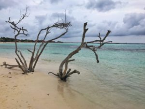 tree in the sandy beach of baby beach aruba