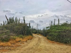 desert road in Arikok National Park