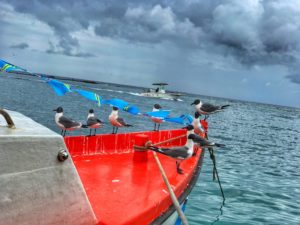 seagulls on a boat in Aruba