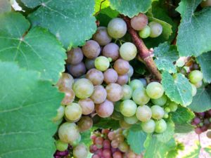 wine grapes Niagara