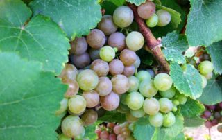 wine grapes Niagara